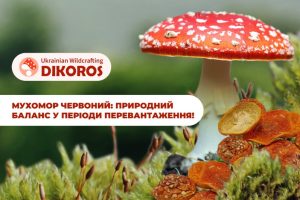 Чому люди шукають мухомор червоний у періоди перевантаження?