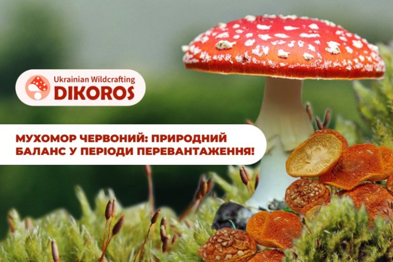 Чому люди шукають мухомор червоний у періоди перевантаження?